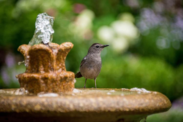 How To Keep Birds From Pooping On Pool Deck06