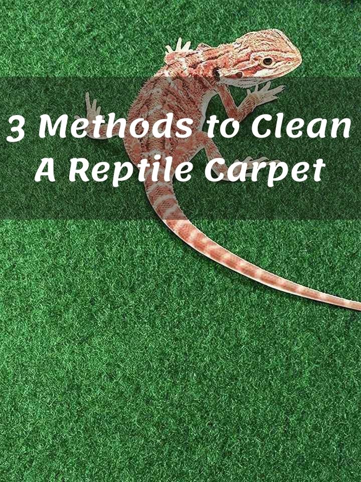 How to Clean A Reptile Carpet