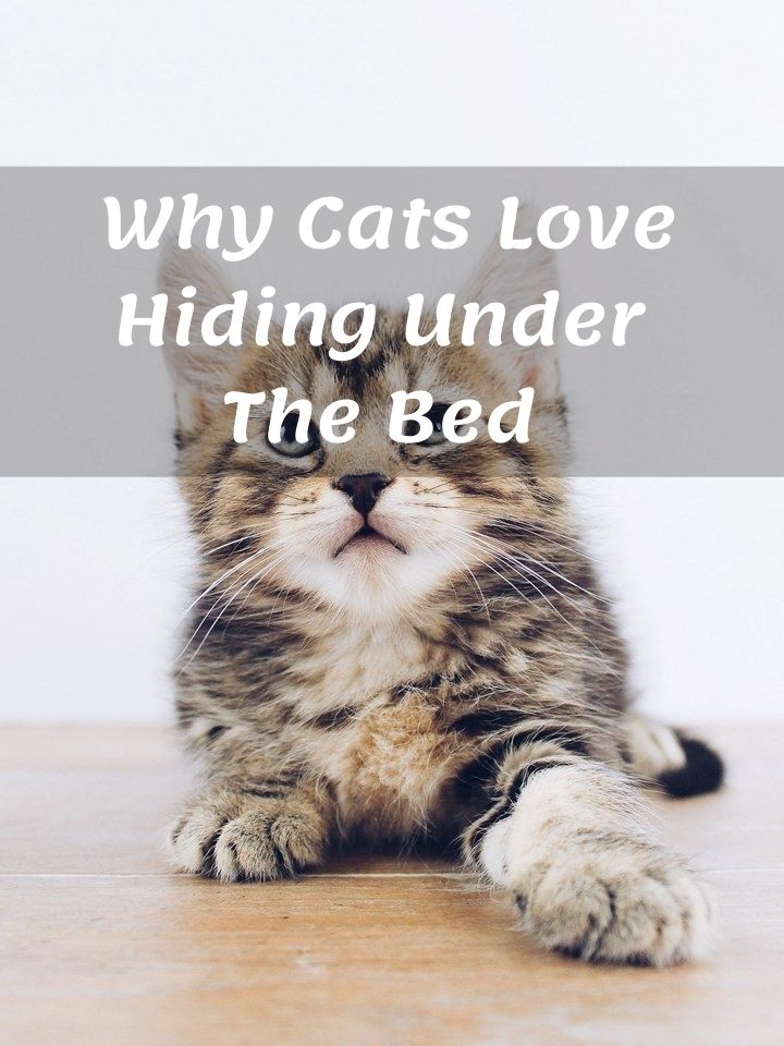 Why Cats Love Hiding Under The Bed And How To Avoid It
