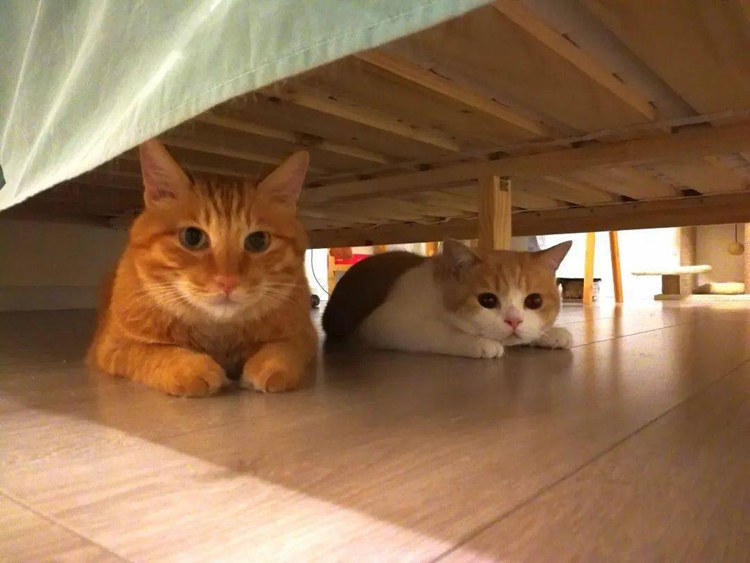 Why Cats Love Hiding Under The Bed And How To Avoid It01