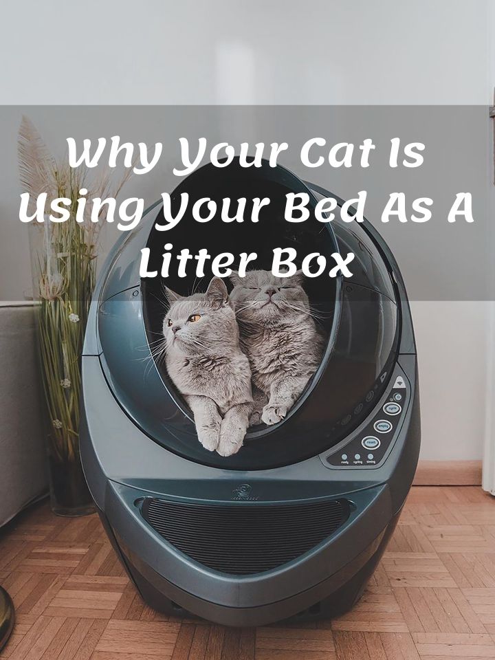 Why Your Cat Is Using Your Bed As A Litter Box