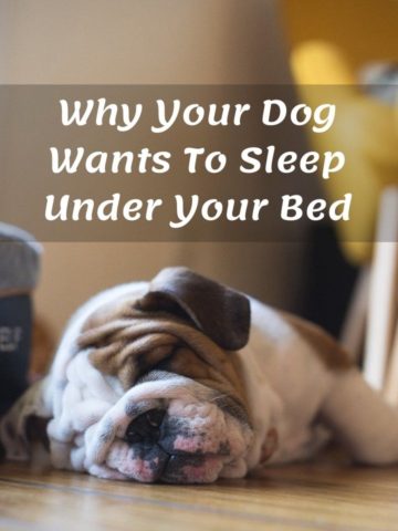 Why Your Dog Wants To Sleep Under Your Bed