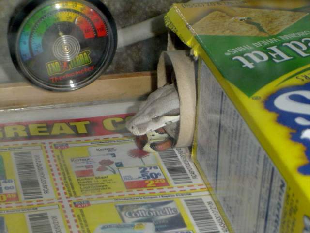 13. DIY Cardboard Snake Hide