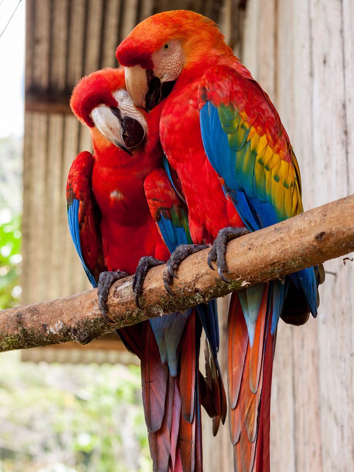 15 DIY Bird Playground Projects