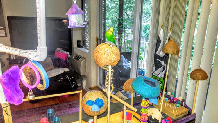 5. DIY Parakeet Playground