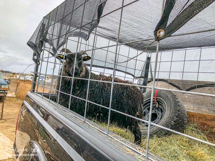 5. DIY Sheep Trailer