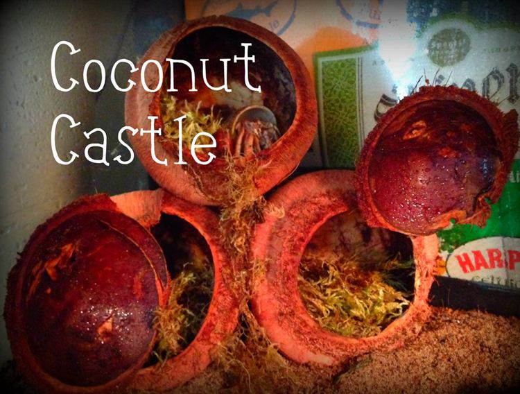 DIY Hermit Crab Coconut Castle
