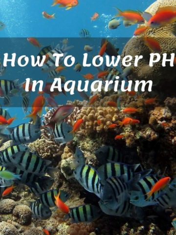 How To Lower PH In Aquarium