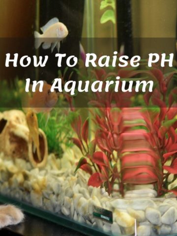 How To Raise PH In Aquarium02