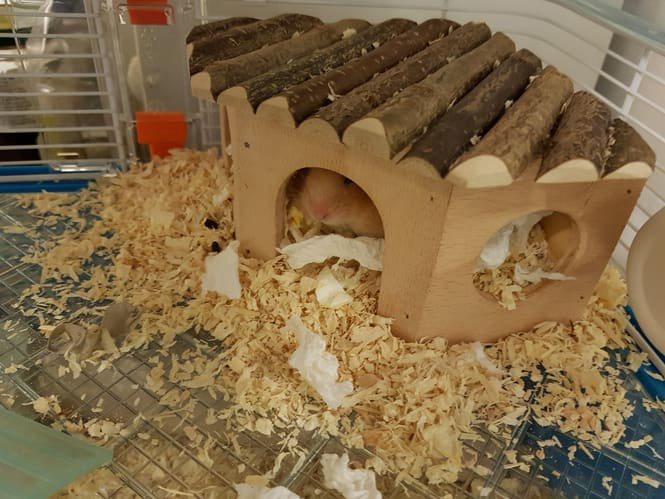 13. Hamster Hideout Idea