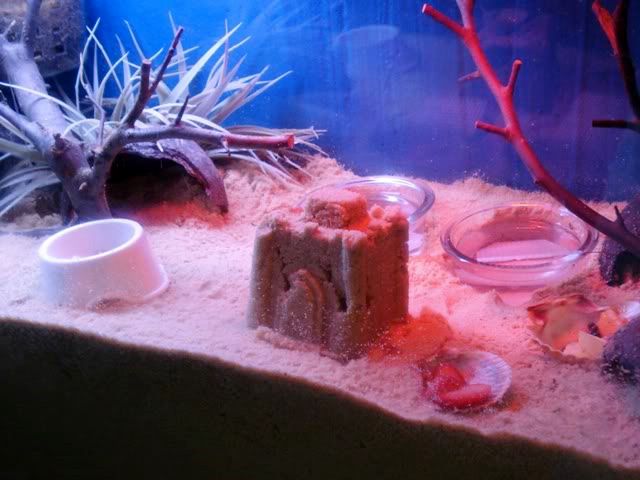 5. DIY Hermit Crab Habitat