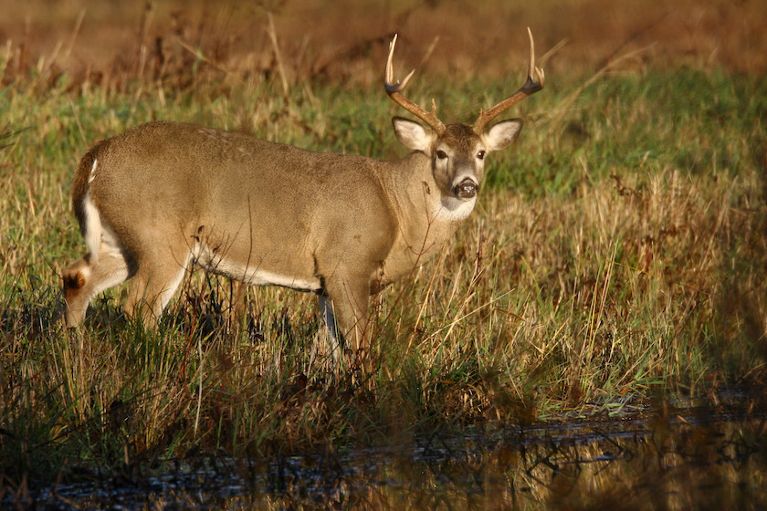 Whitetail,Deer