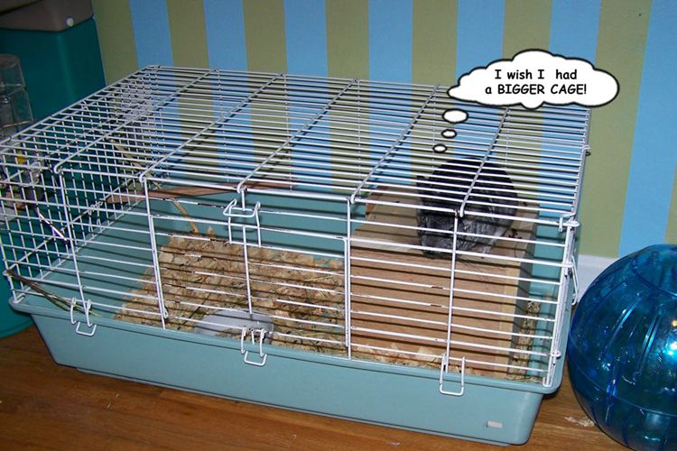 6. DIY Huge Chinchilla Cage