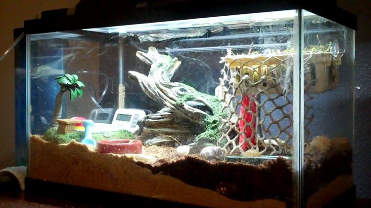 6. How To Make A Hermit Crab Tank