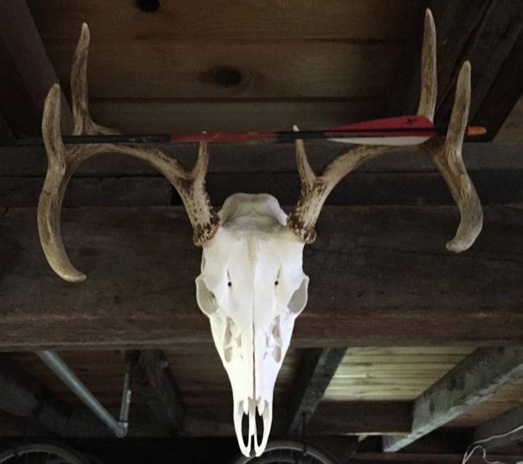 7. DIY European Mount Under $5