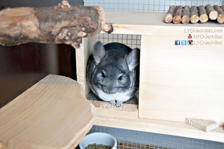 7. How To Set Up A Chinchilla Cage