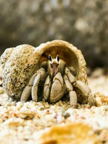 8. How To Setup A Sand Tank For Hermit Crab