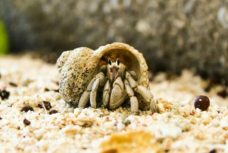 8. How To Setup A Sand Tank For Hermit Crab