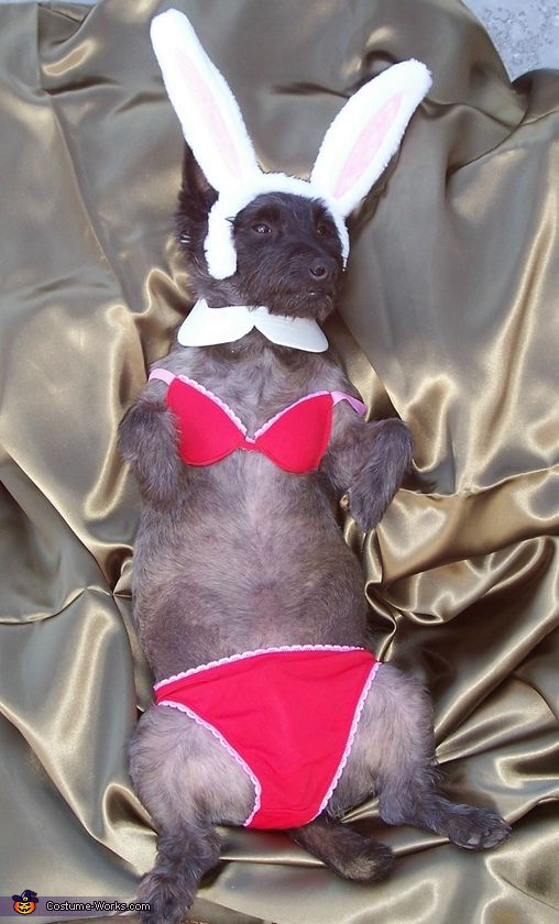 10. Playboy Bunny Dog Costume Idea