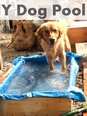5. DIY Dog Pool