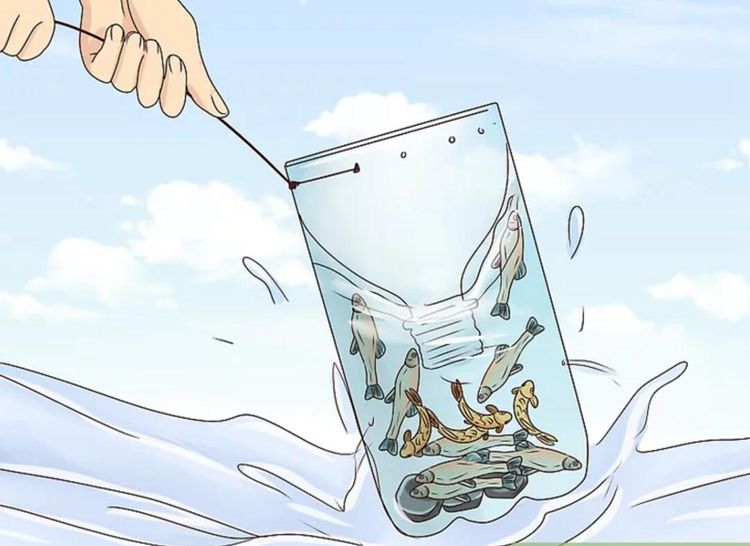 6. How To Make A Minnow Trap