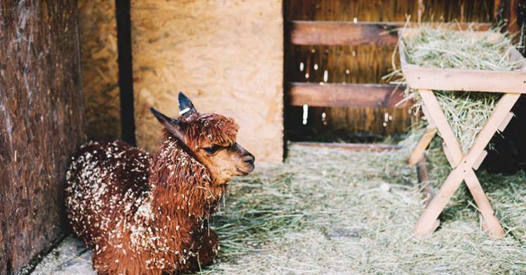 22. How To Build A Hay Feeder