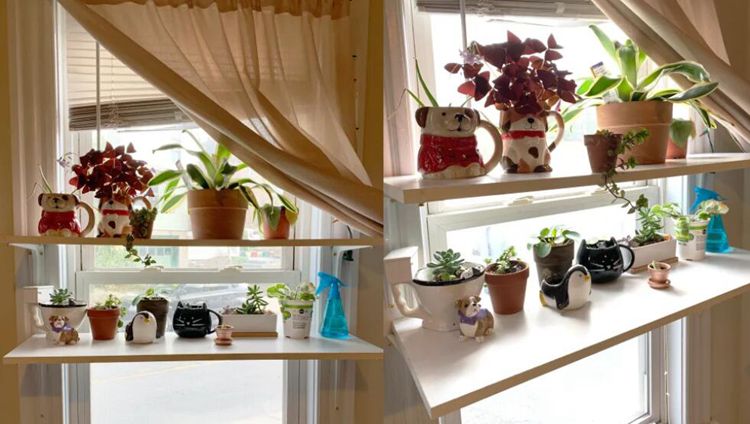 7. Indoor Window Shelf For Plants