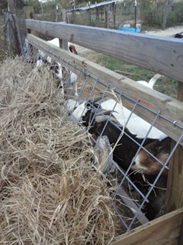 8. Hay Feeder For Goats