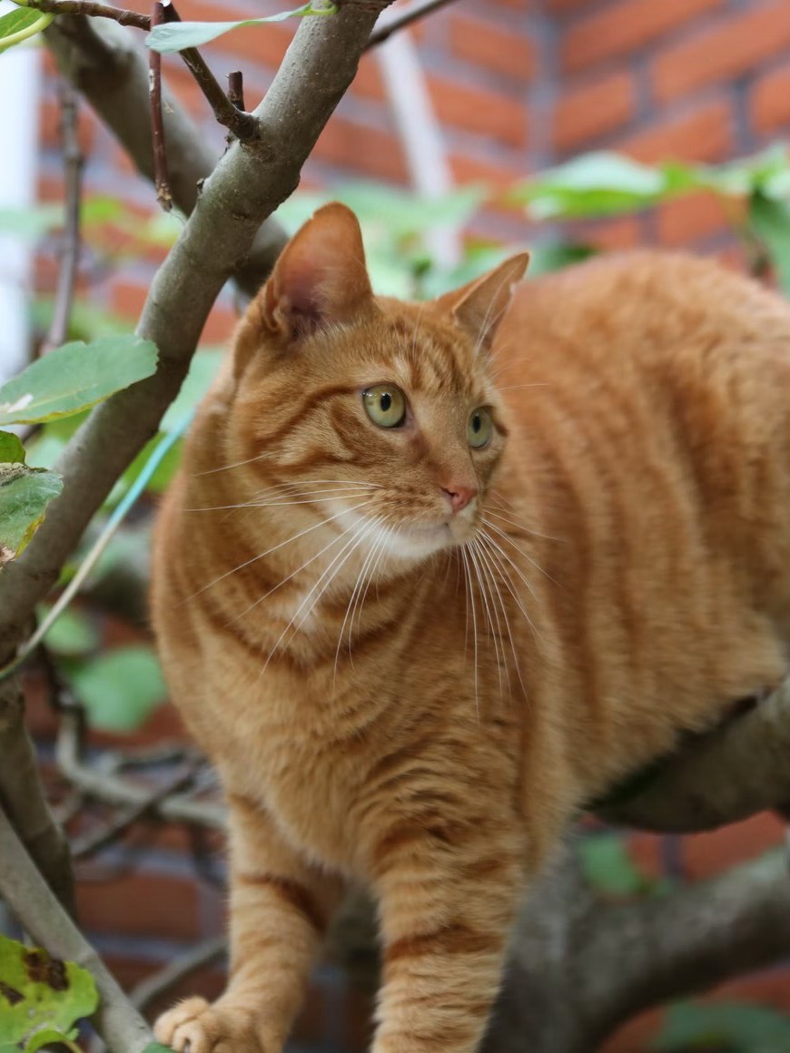 Creating A Cat-Safe Garden Form And Function
