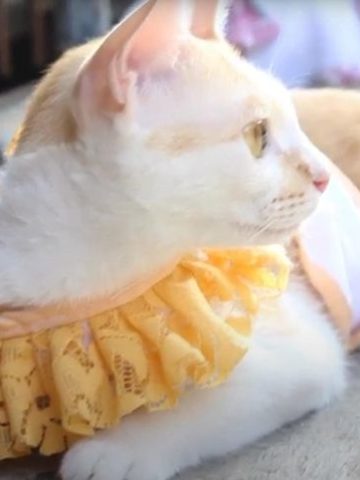 5. How To Make A Harness For Your Cat