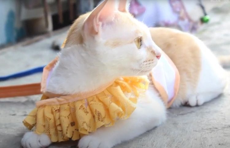 5. How To Make A Harness For Your Cat