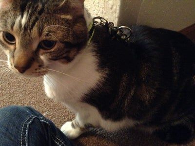 Paracord kitty Harness
