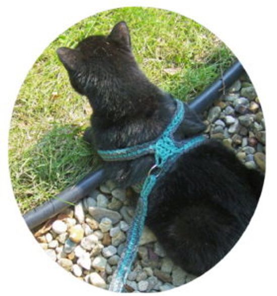 8. Cat Harness Leash