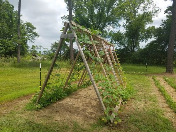 52. A-shaped Trellis Raised Bed
