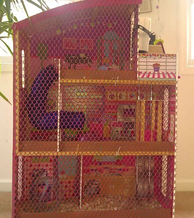 29. A Guinea Pig Mansion