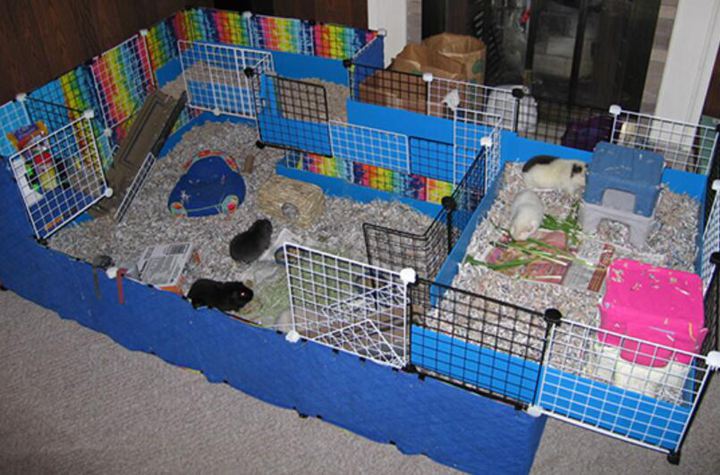 3. Cuddle-coddle Guinea Pig Cage