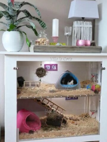 37. Lovable Guinea Pig Cage