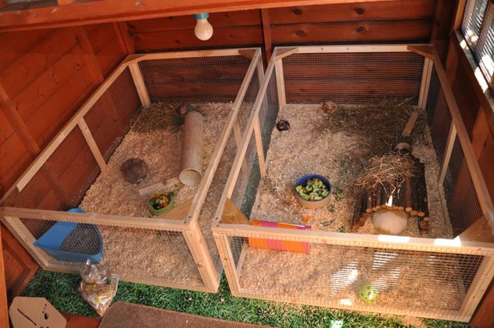 39. Simple Guinea Cage Made with Chicken Wire