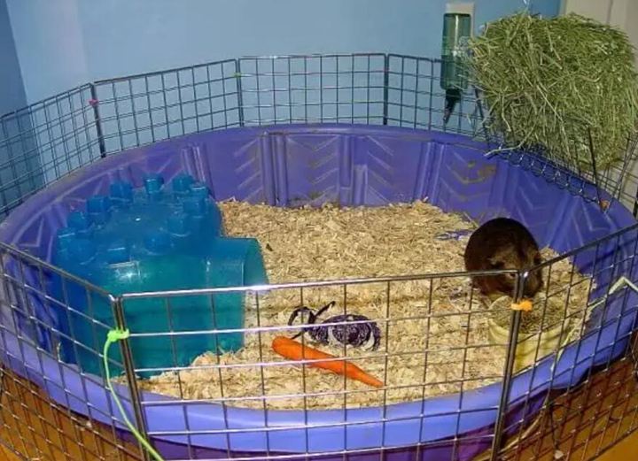 4. Guinea Pig Pool Cage