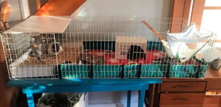 42. Iron Guinea Pig Cage